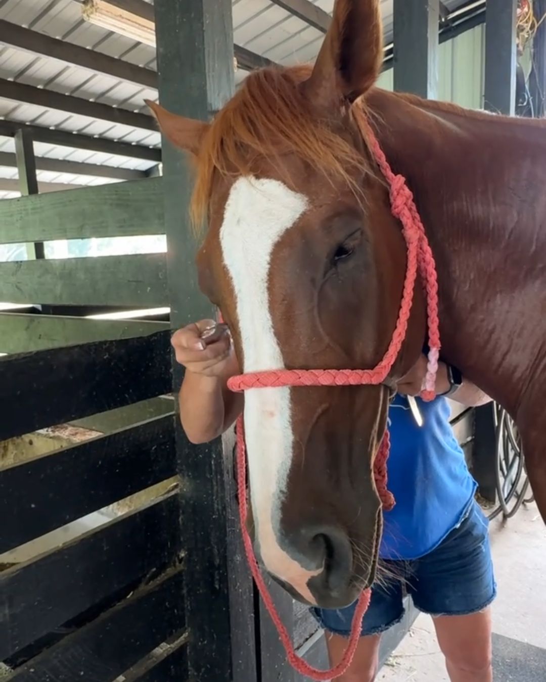 K&H Equine gallery photo 10
