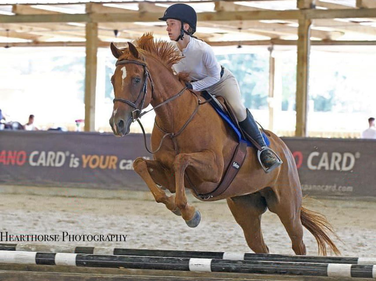 K&H Equine gallery photo 15