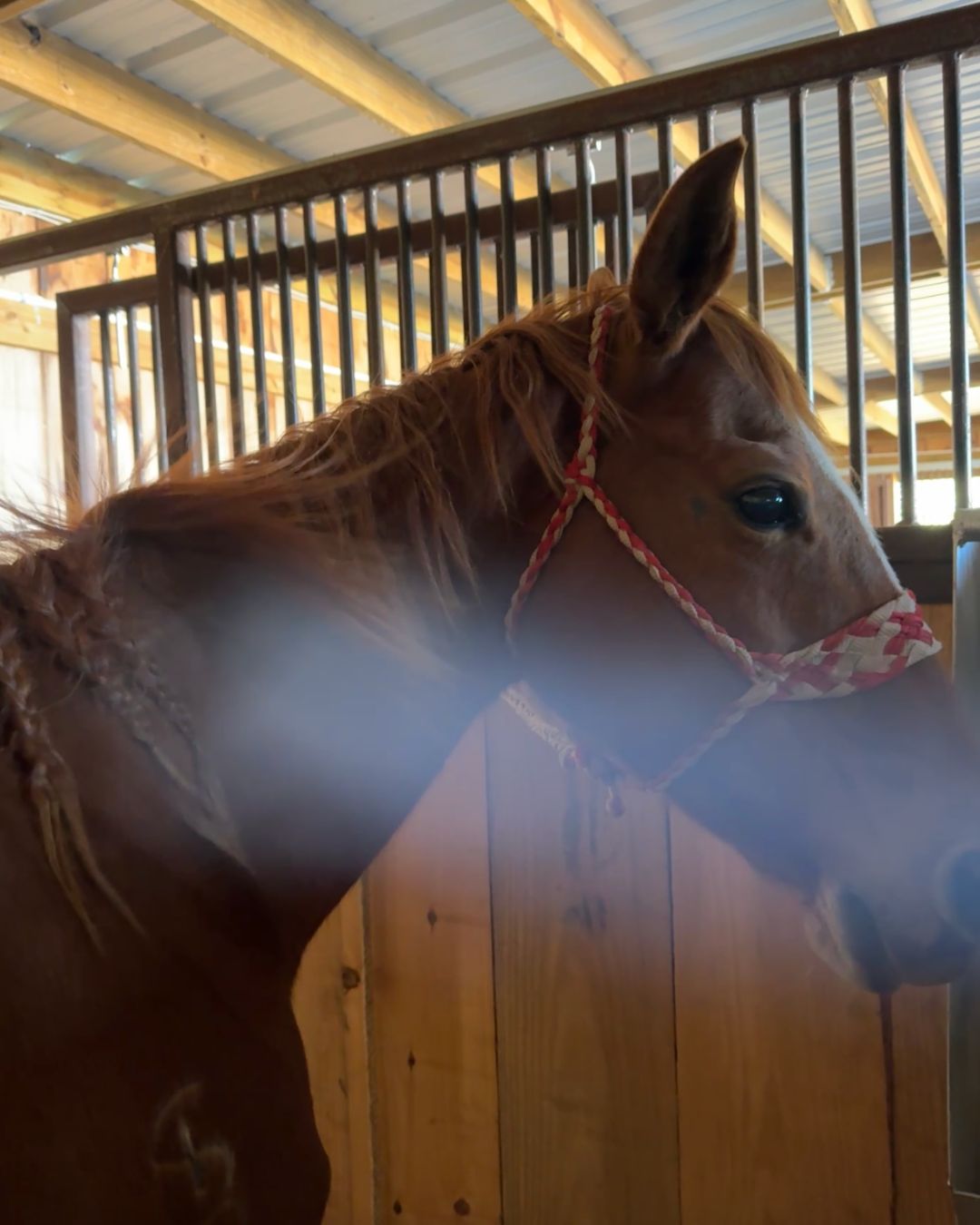 K&H Equine gallery photo 5