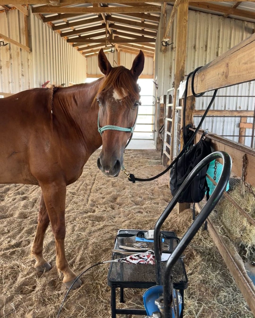 K&H Equine gallery photo 8