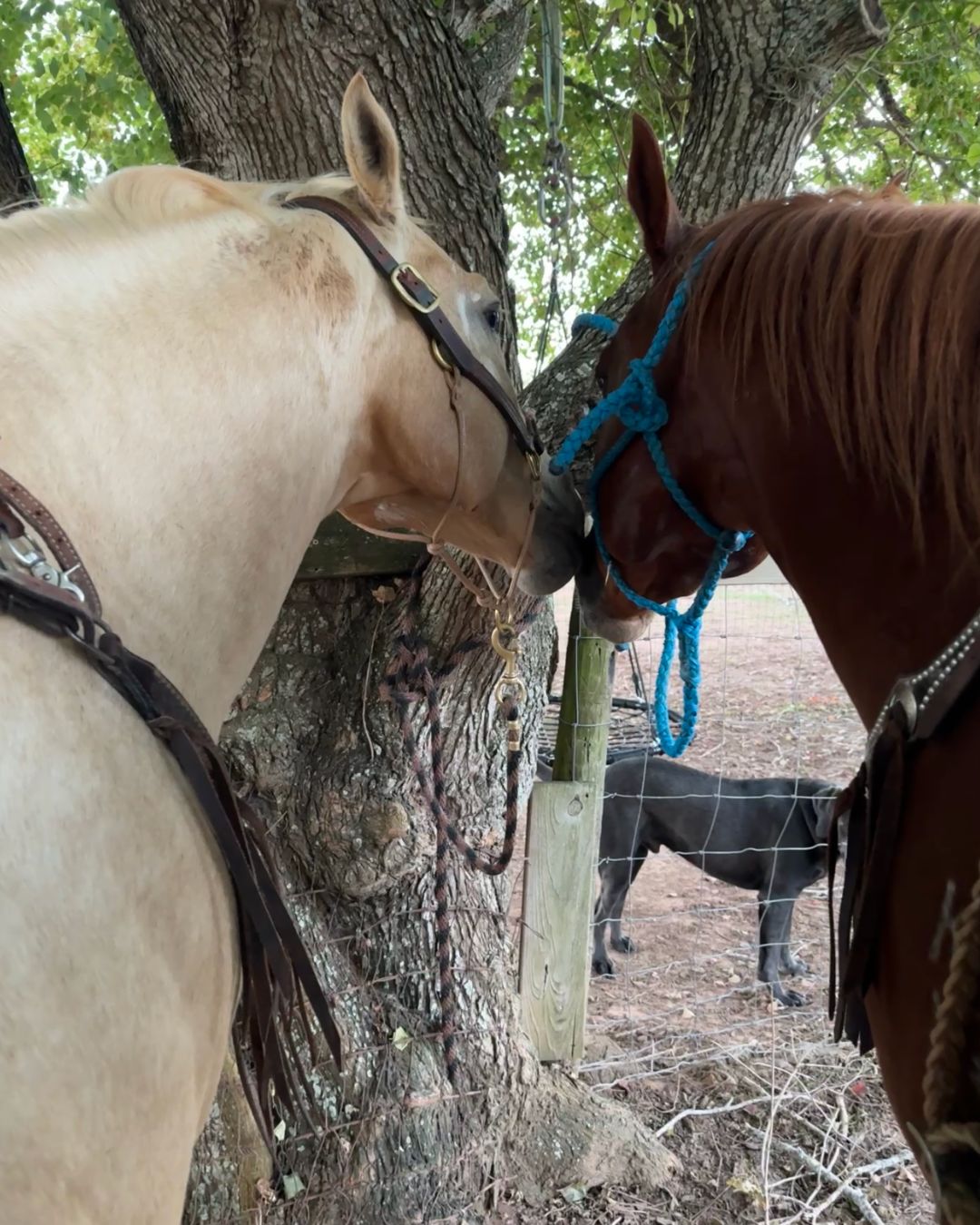 K&H Equine gallery photo 9