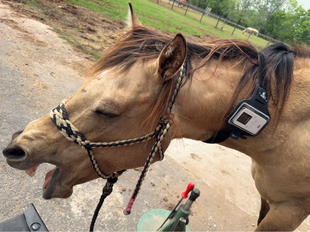 Horse receiving PEMF therapy