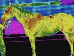 Thermal imaging scan of a horse