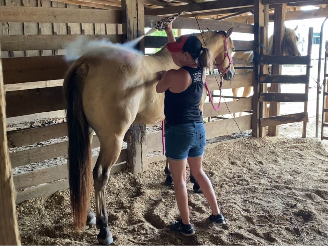 Horse receiving cryotherapy treatment