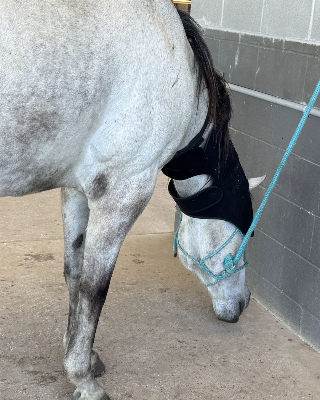 Horse receiving recovery support while relaxed